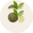 Green Tea Extract